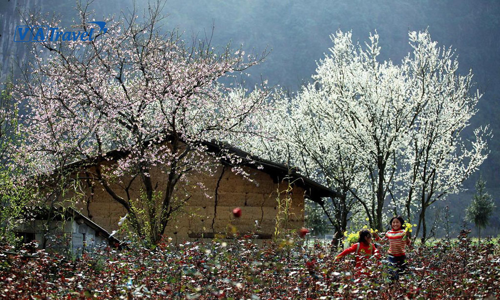 Khu vườn bạt ngàn Hoa Cải Trắng - Cảnh tượng thường thấy tại Mộc Châu