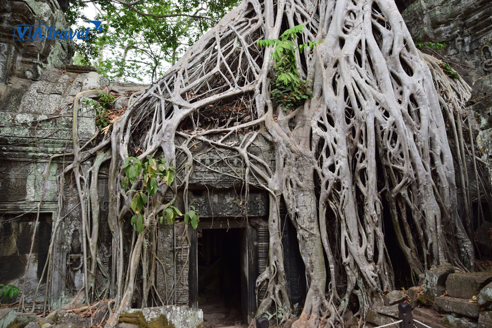 Tah Prohm - Ngôi đền được che phủ bởi những rễ cây ngàn năm