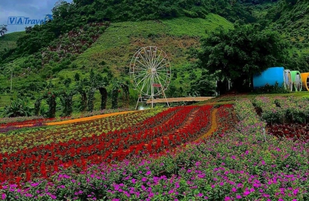 Kinh nghiệm du lịch Mộc Châu - Review từ A - Z