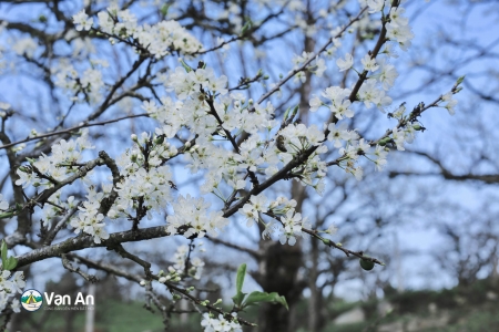 Các điểm du lịch Hà Giang mà bạn nên ghé qua một lần. 