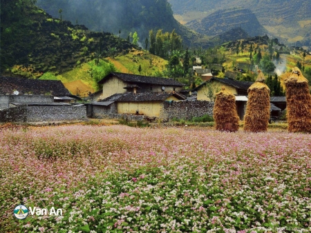 Du lịch Hà Giang 3 ngày 2 đêm tự túc, thời điểm đẹp khi ghé qua Hà Giang. 