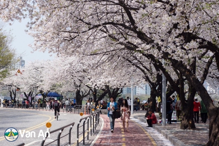 TOUR HÀ NỘI – HÀN QUỐC NGẮM HOA ANH ĐÀO (4 NGÀY 4 ĐÊM) – (SEOUL – ĐẢO NAMI – EVERLAND – CÔNG VIÊN YEOUIDO) – Bay Vietjet Air