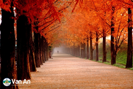 TOUR HÀ NỘI – HÀN QUỐC MÙA THU VÀNG (5 NGÀY 4 ĐÊM) – (SEOUL – ĐẢO NAMI – EVERLAND)