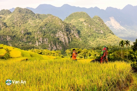 TOUR HÀ NỘI – MAI CHÂU – PÙ LUÔNG MÙA LÚA CHÍN – HÀ NỘI (2 NGÀY 1 ĐÊM) 