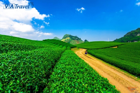 TOUR MỘC CHÂU 2 NGÀY 1 ĐÊM